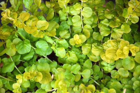 Creeping Jenny background, top viewの写真素材
