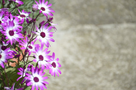 Cineraria flower plant on grunge background with copy spaceの写真素材