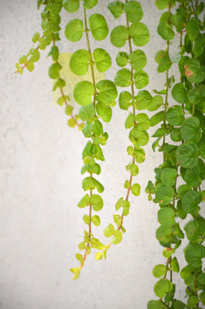 Creeping Jenny plant, background with copy spaceの写真素材