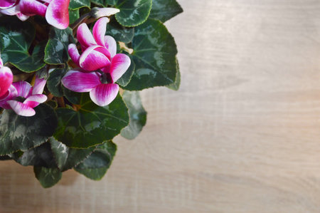Pink cyclamen flowers, top viewの写真素材