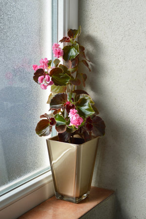 Pink Begonias Doublet Rose flower plant on windowsillの写真素材