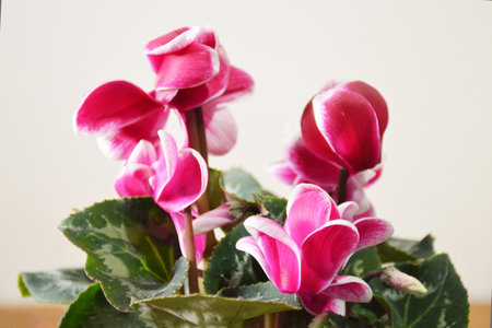 Pink cyclamen flowers, close upの写真素材