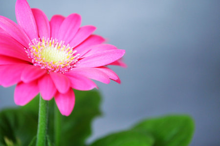 Gerbera daisy background with copy spaceの写真素材