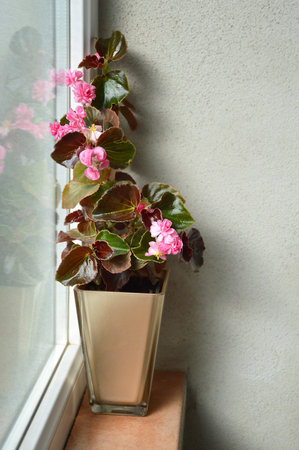Pink Begonias Doublet Rose flower plant on windowsillの写真素材