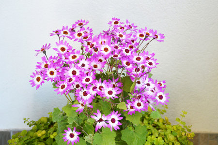 Pink Cineraria flower plant, close upの写真素材