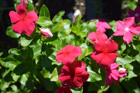 Pink Vinca flowers in the summer gardenの写真素材