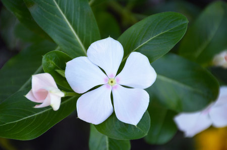 White Vinca flower, top viewの写真素材