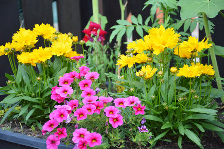 Colorful flowers growing in the potの写真素材