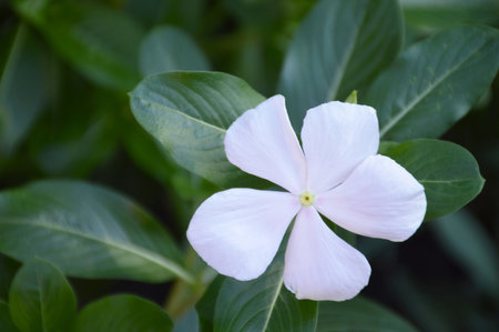 Vinca flower with its green leaves, top viewの写真素材