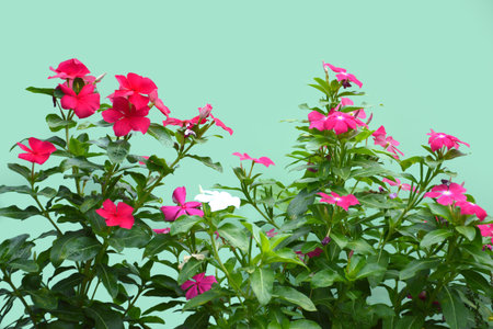Vinca flowers on green backgroundの写真素材