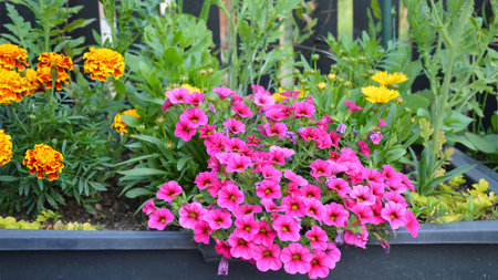 Colorful flowers growing in the potの写真素材