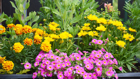 Colorful flowers growing on the balconyの写真素材