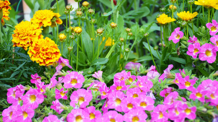 Flowers growing in the gardenの写真素材