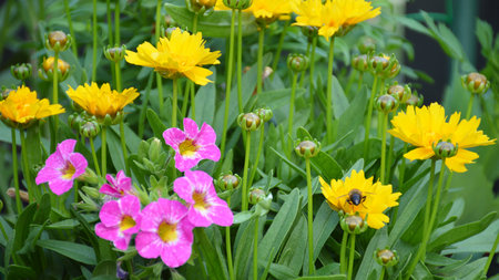 Flower bed with yellow and pink flowers in the summer garden.の写真素材