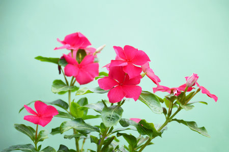 Pink vinca flowers on green backgroundの写真素材