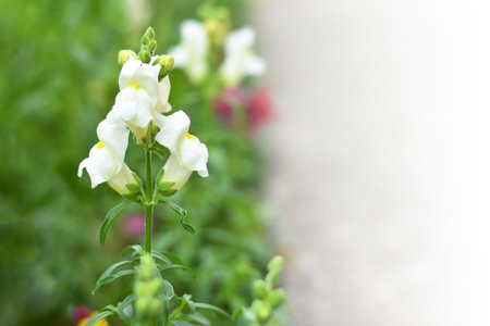 Snapdragon flowering in the garden, copy spaceの写真素材