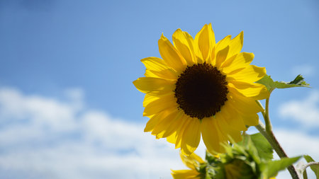 Sunflower and blue sky background with copy spaceの写真素材