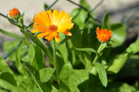 Calendula flowers flowering in the gardenの写真素材