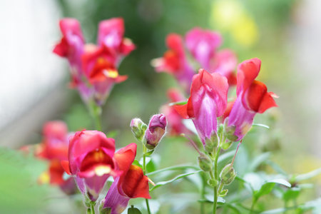 Snapdragons flowering in the gardenの写真素材