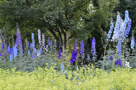 Delphinium elatum flower growing in the parkの写真素材