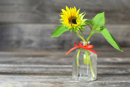 Sunflower in vase on wooden background with copy spaceの写真素材