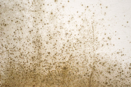 Mold on the wall backgroundの写真素材