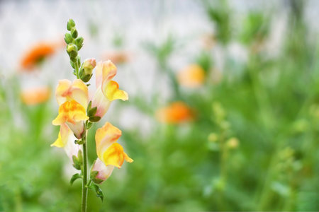 Snapdragon flowering in the garden, copy spaceの写真素材