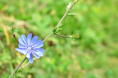 Chicory plant flowering in the field, copy spaceの写真素材