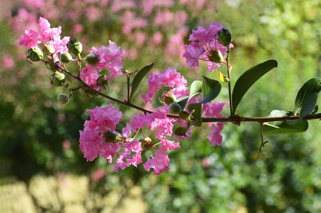 Lagerstroemia indica, Crape-myrtle or Indian lilac flowerの写真素材