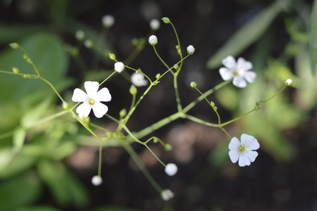 Baby's breath flowers (gypsophila elegans) blooming in the gardenの写真素材