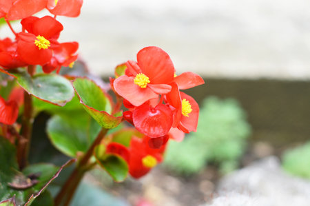 Red wax begonia flowers closeupの写真素材