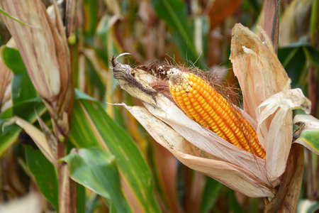 Corn cob in the cornfield at harvest timeの写真素材