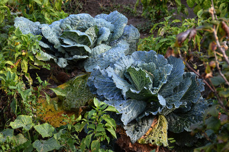 Fresh green kale growing in vegetable gardenの写真素材