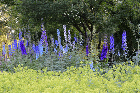 Delphinium elatum flower growing in the parkの写真素材