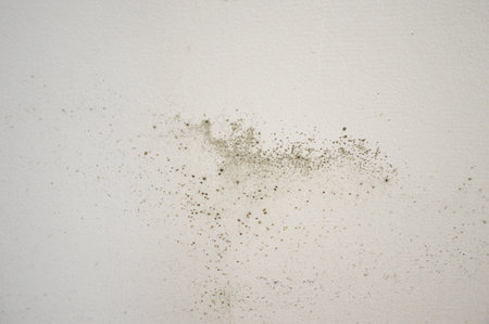 Mold on the wall backgroundの写真素材