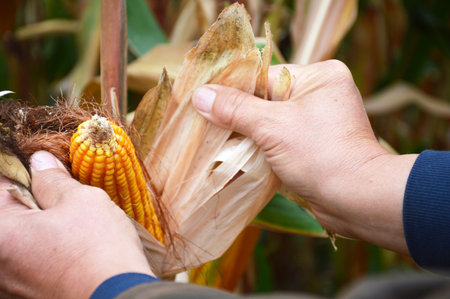 Farmerâ€™s hands opening a ripe corn cob in the cornfield