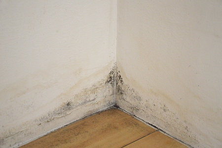 Mold on the wall. Moldy corner of the room.の写真素材