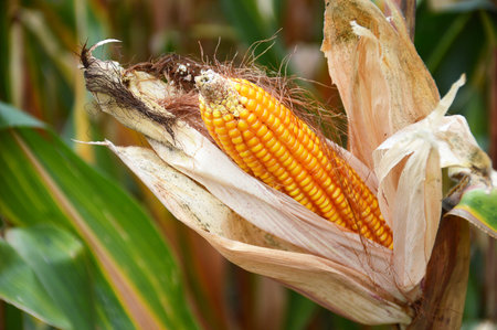 Corn cob in the cornfield at harvest timeの写真素材