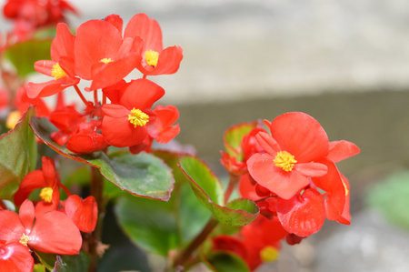 Red wax begonia flowers closeupの写真素材
