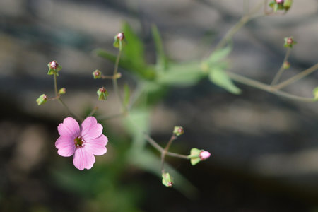 Baby's breath flowers (gypsophila elegans) blooming in the gardenの写真素材