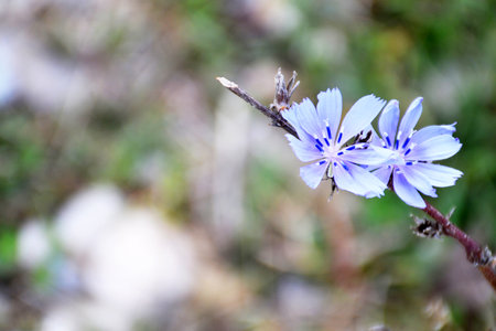 Chicory plant flowering in the field, copy spaceの写真素材