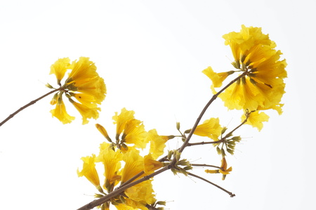 yellow flowerの写真素材