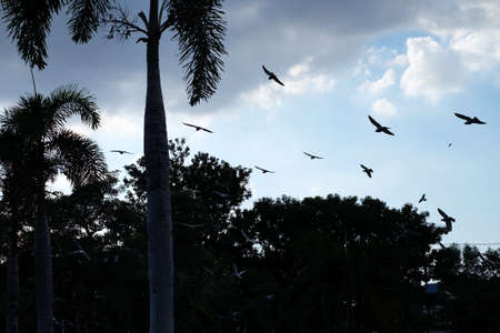 Birds flying away in the park in the eveningの写真素材
