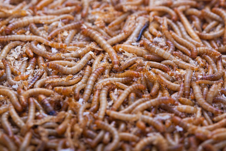 A pile of living mealworms larvae. This worm is used as food for feeding birds, reptiles or fish. The image can be used as abstract backgroundの写真素材