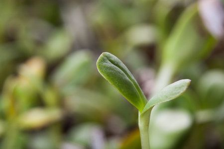 Green young sunflower sproutの写真素材