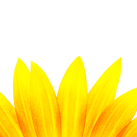 close-up detail of a petal from beautiful sunflower (Helianthus) selective focus isolate on white background with clipping pathの写真素材