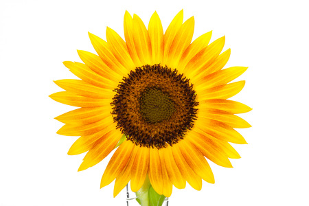 HELIANTHUS annuus 'Firecracker' sunflower over isolate white background. with clipping pathの写真素材
