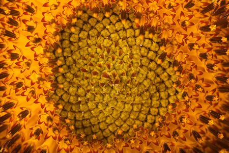 close up of sunflower pollen. selective focus abstract backgroundの写真素材