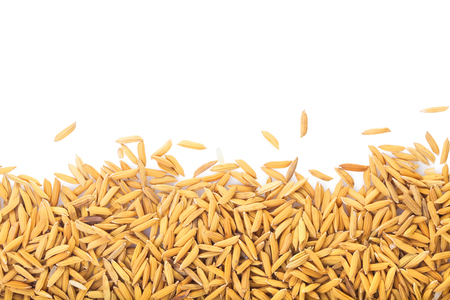 Yellow paddy jasmine rice isolated on white background with clipping path and copy space. Ready to use for website or poster.の写真素材