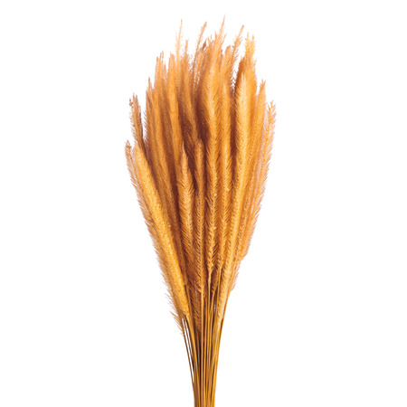 Gramineae grass isolated on white background with clipping path. Ready to use for website or publicationの写真素材